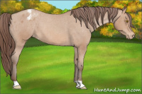 Horse Color:Amber Champagne Blanket 