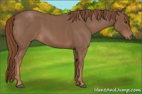 Horse Color:Red Roan Rabicano 