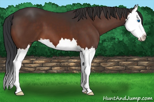Horse Color: Bay Splash 