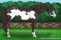 Horse Color:Liver Chestnut Frame 