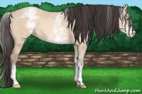 Horse Color:White Spotted Amber Champagne Dun 