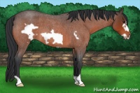 Horse Color:Bay Roan Frame