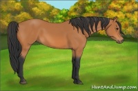 Horse Color:Bay Sabino 
