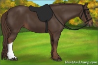 Horse Color:Liver Chestnut 