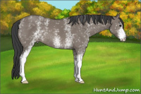Horse Color:White Spotted Grullo