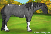 Horse Color:Blue Roan Tobiano 