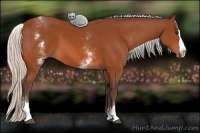 Horse Color:White Spotted Silver Bay Splash 