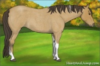 Horse Color:Buckskin Roan Tobiano 