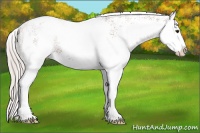 Horse Color:White Spotted Silver Bay Splash 