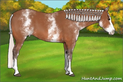 Horse Color:White Spotted Silver Bay Splash