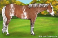 Horse Color:White Spotted Silver Bay Splash 
