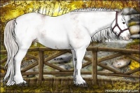 Horse Color:White Spotted Silver Bay Splash 