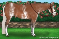 Horse Color:White Spotted Silver Bay Splash 