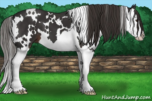 Horse Color: White Spotted Liver Chestnut Splash 