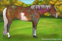 Horse Color:White Spotted Silver Bay Splash 