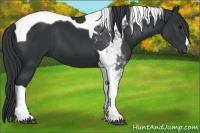 Horse Color:Black Tobiano 