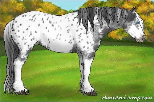 Horse Color: White Spotted Blue Roan Splash Frame Blanket 