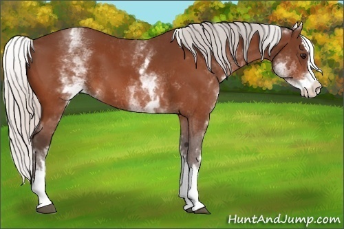 Horse Color: White Spotted Silver Bay Splash 