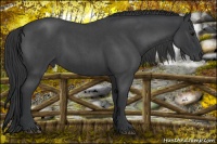 Horse Color:Blue Roan 