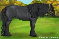 Horse Color:Blue Roan 