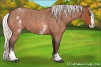 Horse Color:White Spotted Silver Bay Roan Splash