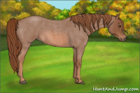 Horse Color:Liver Red Roan 