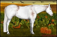 Horse Color:White Spotted Silver Bay Splash 