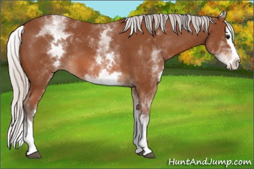 Horse Color: White Spotted Silver Bay Splash 