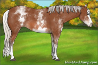 Horse Color:White Spotted Silver Bay Splash 