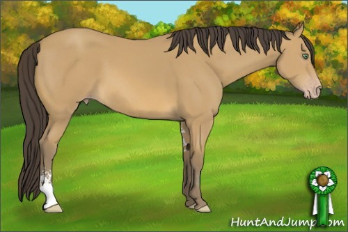 Horse Color: Sable Cream Champagne Sabino 