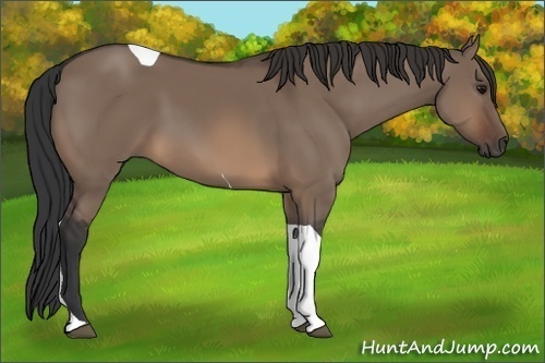 Horse Color: Brown Dun Tobiano 