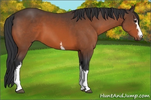 Horse Color: White Spotted Bay 