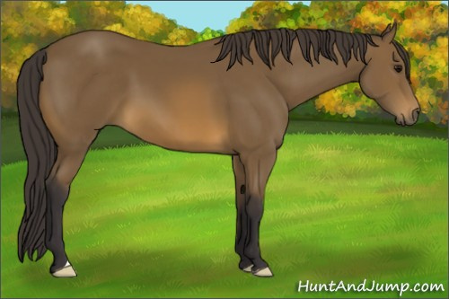Horse Color: Buckskin 