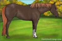 Horse Color:Liver Chestnut 