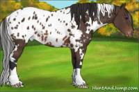 Horse Color:White Spotted Brown Appaloosa 