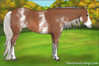 Horse Color:White Spotted Silver Bay Splash Rabicano 