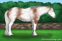 Horse Color:White Spotted Silver Bay Splash