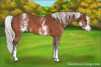 Horse Color:White Spotted Silver Bay Splash 