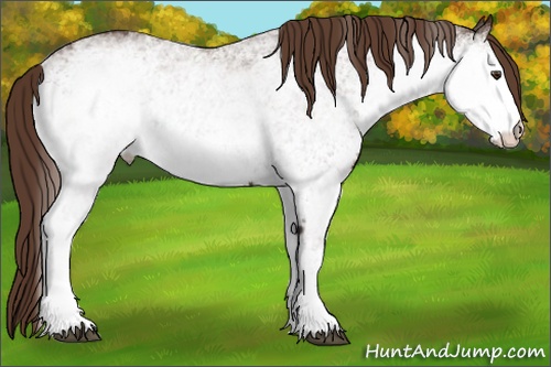 Horse Color: White Spotted Liver Chestnut 