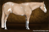 Horse Color:White Spotted Chestnut Pearl Splash