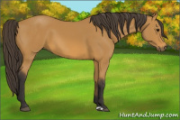 Horse Color:Buckskin 