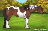 Horse Color:Bay Tobiano 