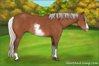 Horse Color:White Spotted Silver Bay Splash 