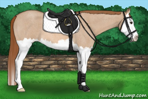 Horse Color:Red Dun Roan Splash 