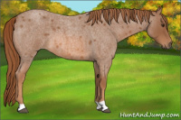 Horse Color:Red Roan 