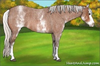 Horse Color:White Spotted Silver Bay Roan Splash