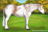 Horse Color:White Spotted Silver Bay Splash
