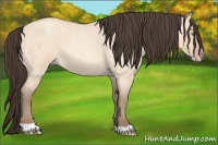 Horse Color:Amber Champagne Roan Dun 