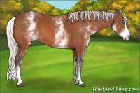 Horse Color:White Spotted Silver Bay Splash 