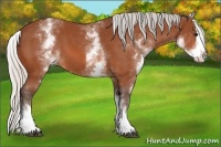 Horse Color:White Spotted Silver Bay Splash 